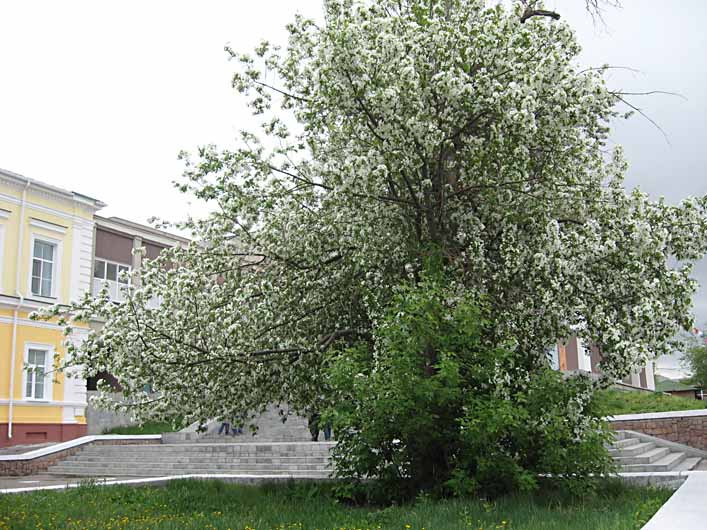 Яблоня Сибирская Фото
