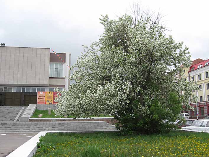 Яблоня Сибирская Фото